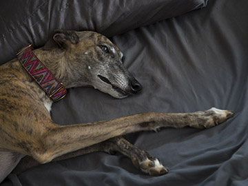 Greyhound Rescue photo