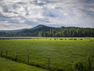 Cows in field landscape photo